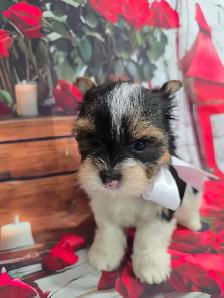 YORKSHIRE TERRIER PUPPY ( Tri-color Bierwer male) - Photo 10