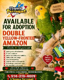 ❤️❤️ Double Yellow-Headed Amazon Adult | Female❤️❤️ - Photo 4