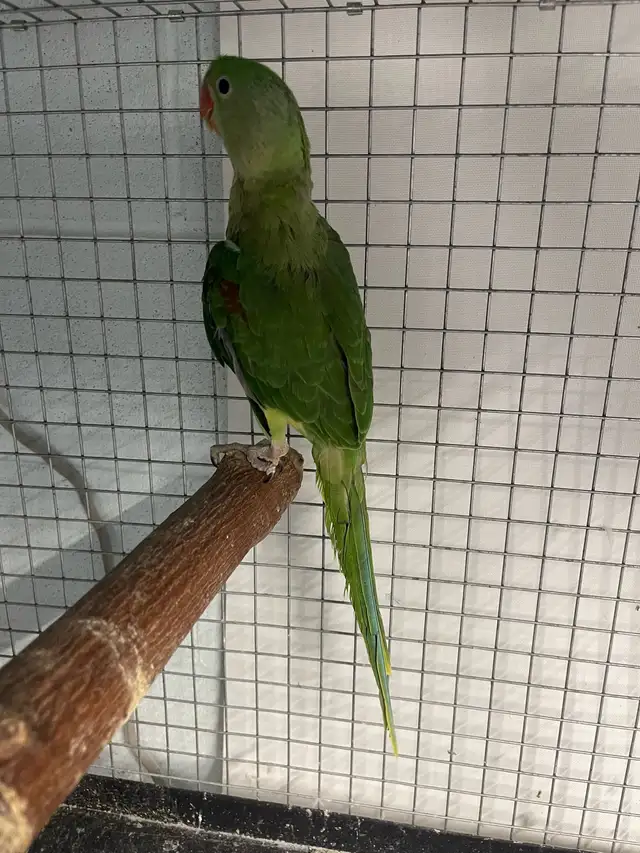 Alexandrine parrot male.