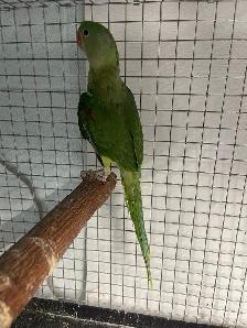 Alexandrine parrot male.