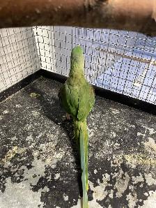 Alexandrine parrot male. - Photo 2