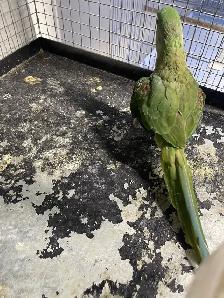 Alexandrine parrot male. - Photo 3