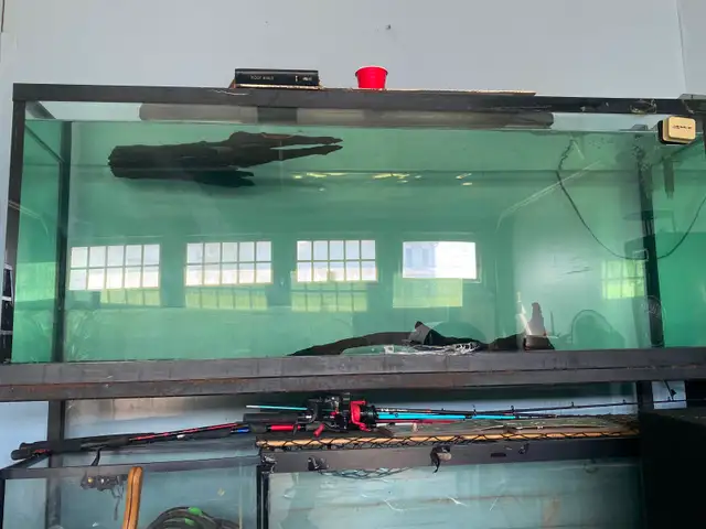 6 foot 300 gallon aquarium for sale I real showcase