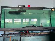 6 foot 300 gallon aquarium for sale I real showcase