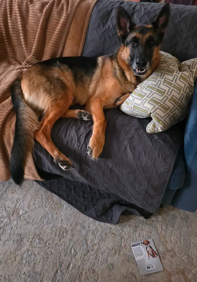 Male 3 year old German Shepherd