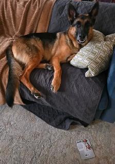 Male 3 year old German Shepherd