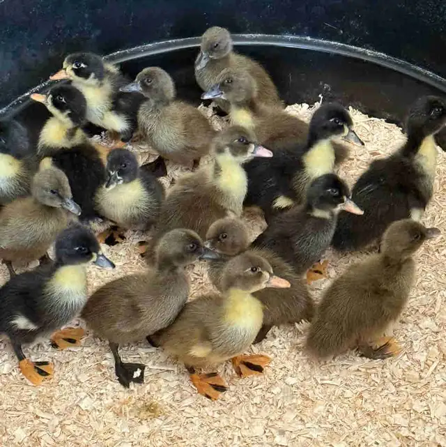 Ducklings Available July 4th Weekend (~25 expected)