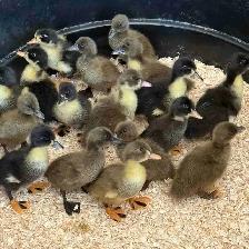 Ducklings Available July 4th Weekend (~25 expected)