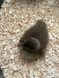 Ducklings Available July 4th Weekend (~25 expected) - Photo 2