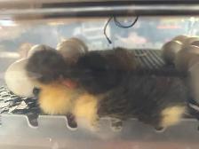 Ducklings Available July 4th Weekend (~25 expected) - Photo 3