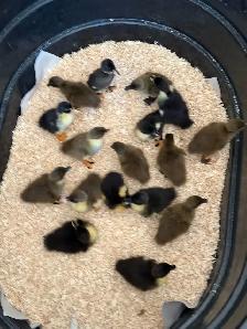 Ducklings Available July 4th Weekend (~25 expected) - Photo 4