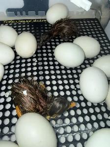Ducklings Available July 4th Weekend (~25 expected) - Photo 5