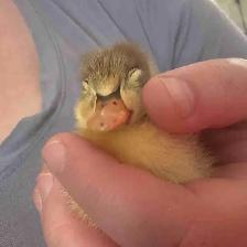 Ducklings Available July 4th Weekend (~25 expected) - Photo 6