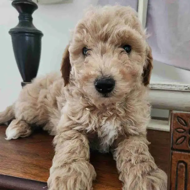 Bichon Poodle Puppies!