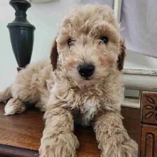 Bichon Poodle Puppies!