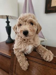 Bichon Poodle Puppies! - Photo 2