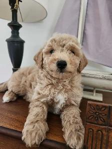 Bichon Poodle Puppies! - Photo 3
