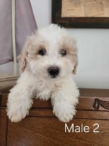 Bichon Poodle Puppies! - Photo 4