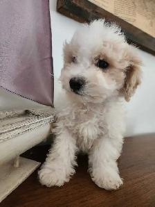 Bichon Poodle Puppies! - Photo 5