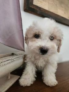 Bichon Poodle Puppies! - Photo 6