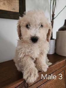 Bichon Poodle Puppies! - Photo 7