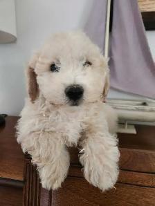 Bichon Poodle Puppies! - Photo 8