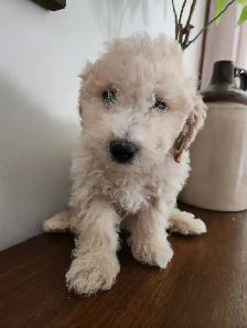 Bichon Poodle Puppies! - Photo 9