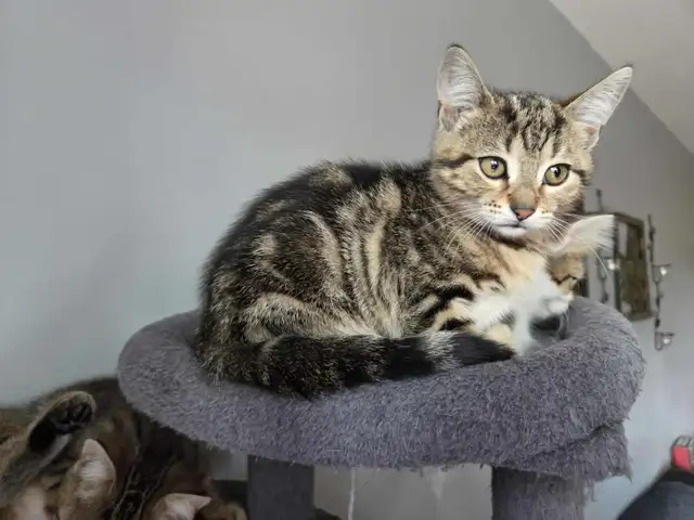 Chatons à adopter