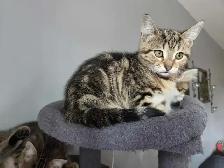 Chatons à adopter