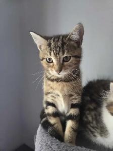 Chatons à adopter - Photo 2