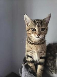 Chatons à adopter - Photo 3