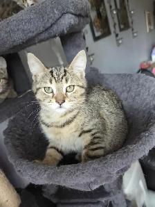 Chatons à adopter - Photo 4