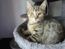 Chatons à adopter - Photo 5