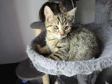 Chatons à adopter - Photo 6
