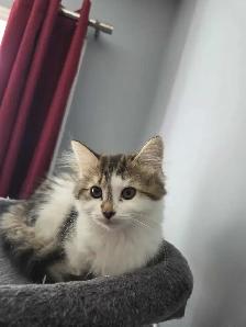 Chatons à adopter - Photo 7