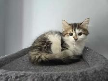 Chatons à adopter - Photo 8
