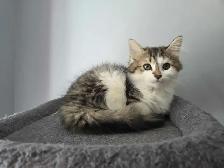 Chatons à adopter - Photo 9