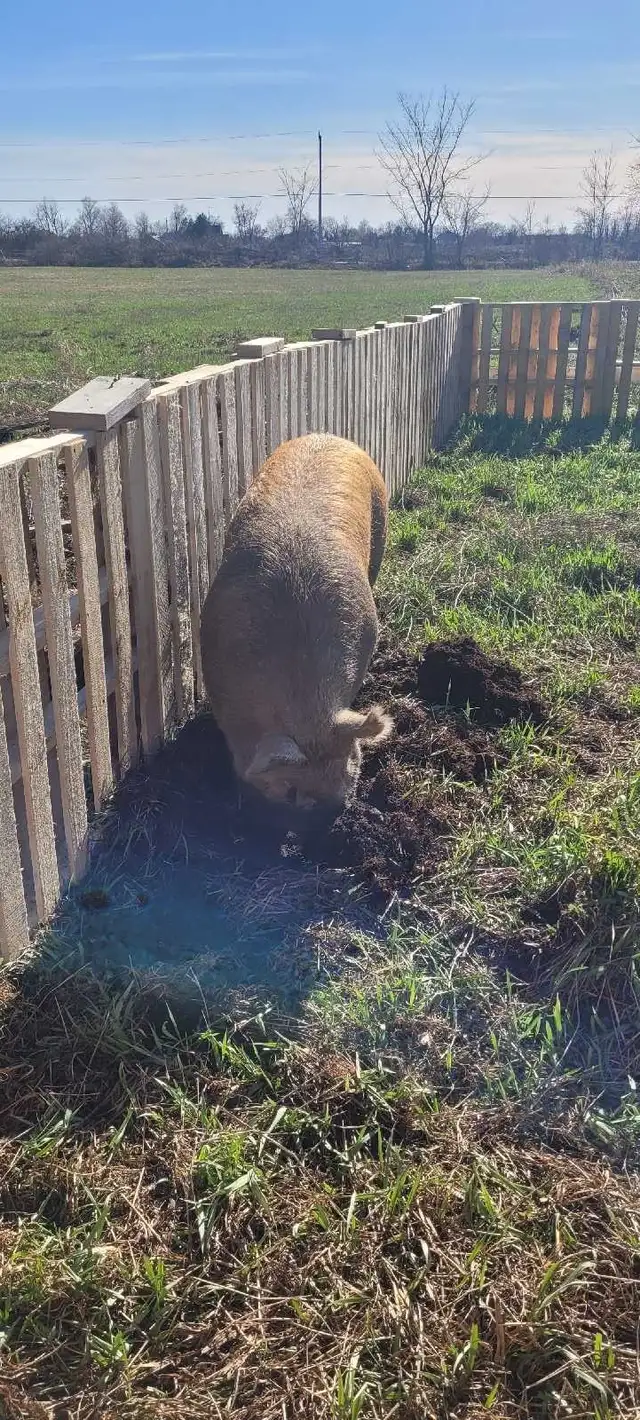 Sow and Boar for sale
