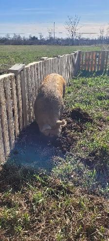 Sow and Boar for sale