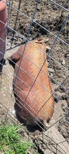 Sow and Boar for sale - Photo 2
