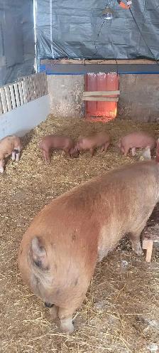 Sow and Boar for sale - Photo 3