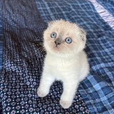 Purebred Scottish Fold and Straight Kittens