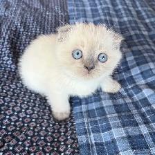 Purebred Scottish Fold and Straight Kittens - Photo 2