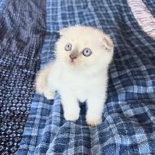 Purebred Scottish Fold and Straight Kittens - Photo 3