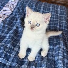 Purebred Scottish Fold and Straight Kittens - Photo 4