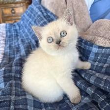 Purebred Scottish Fold and Straight Kittens - Photo 5