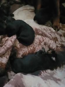 Rottweiler puppies for sale born may 25th - Photo 2
