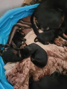 Rottweiler puppies for sale born may 25th - Photo 3
