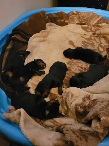 Rottweiler puppies for sale born may 25th - Photo 4