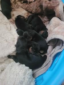 Rottweiler puppies for sale born may 25th - Photo 5